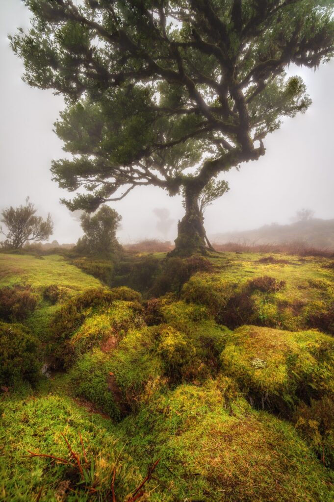 Fanal, Madeira