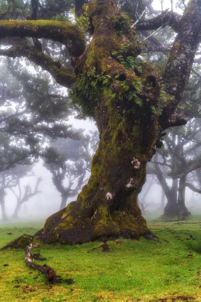 Fanal, Madeira