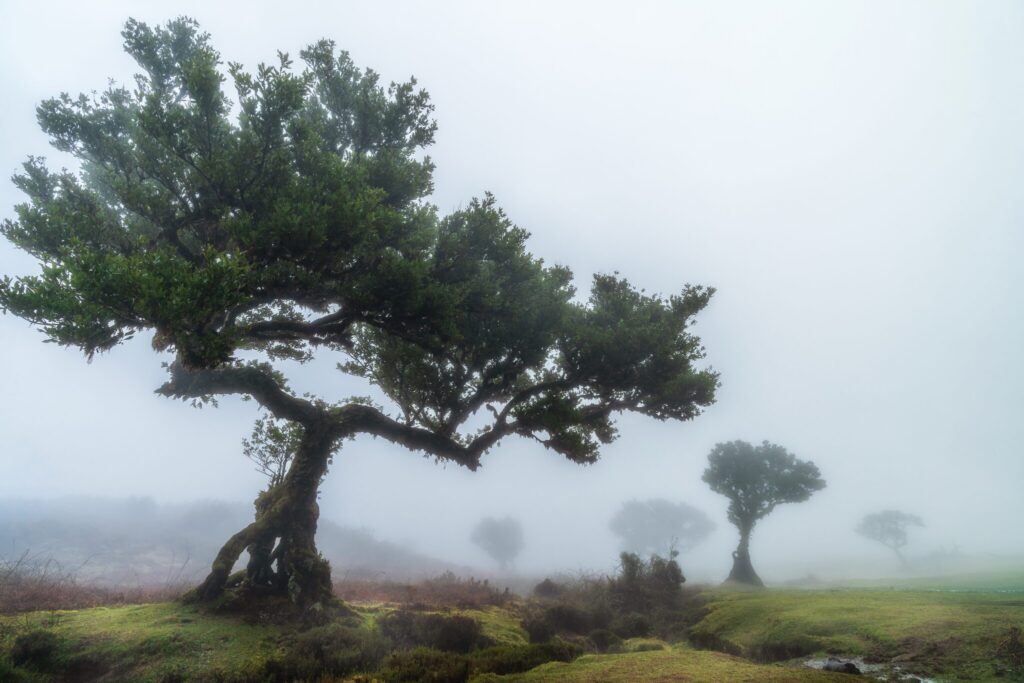 Fanal, Madeira