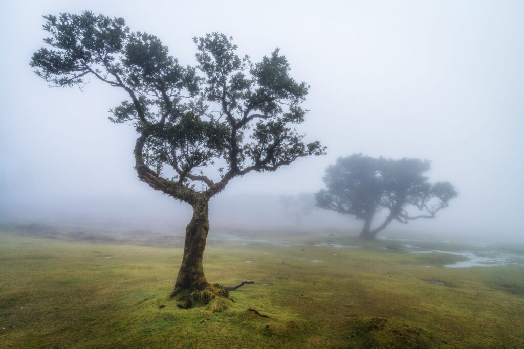 Fanal, Madeira