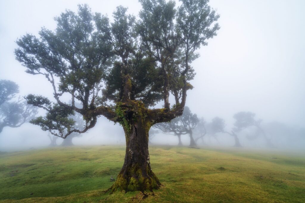 Fanal, Madeira