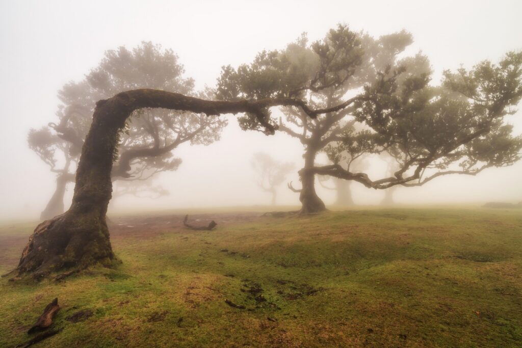 Fanal, Madeira