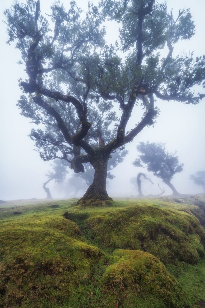 Fanal, Madeira